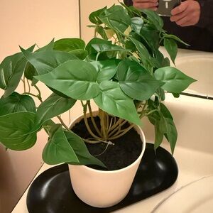 Green Potted Plant in White Planter